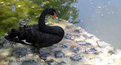 black swan