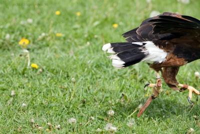 tail end of a handsome bird