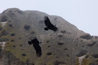 Pair of Condors
