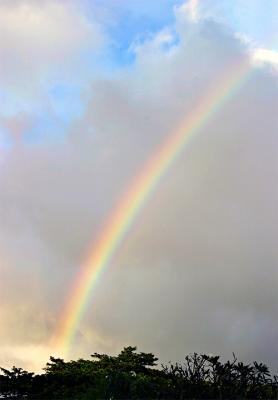 The Daily Rainbow