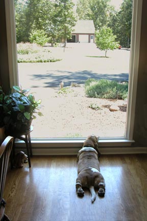 FrankWindowWatchingLoRes.jpg