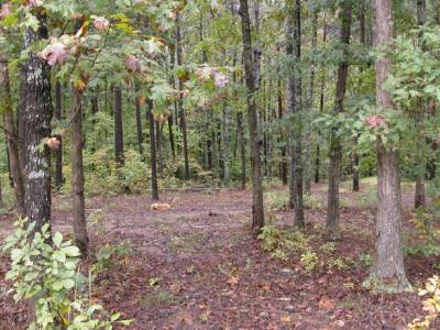 FrankNappingInTheWoods.jpg