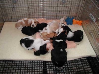 All 7 Pups (6 wks old)