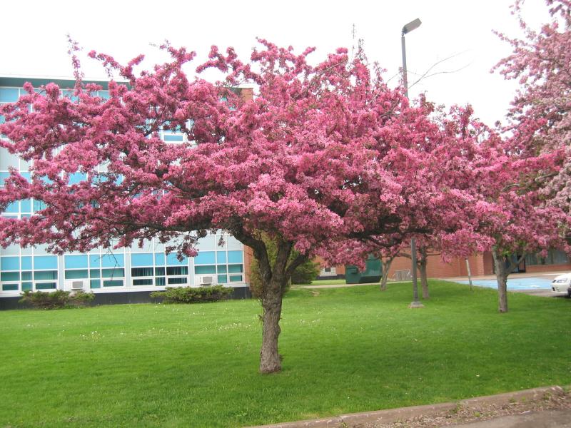 IMG_0119.JPG Crab Apple in Old Teachers College Park