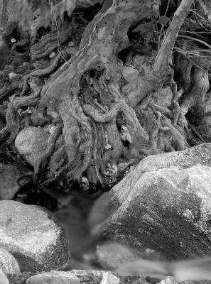 Roots and Water