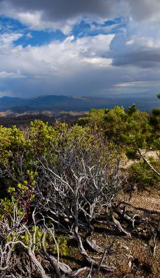 Windy Point Brambles