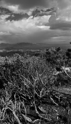 Windy Point Brambles (B&W)