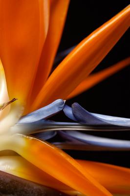 Bird of Paradise Closeup #1