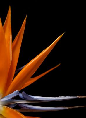 Bird of Paradise Closeup #5