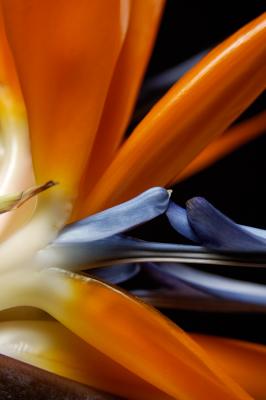 Bird of Paradise Closeup #7