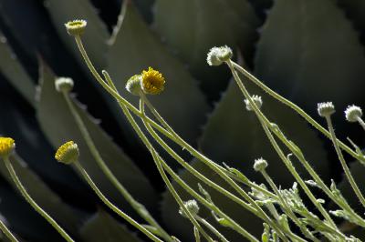 Flowers & Agave