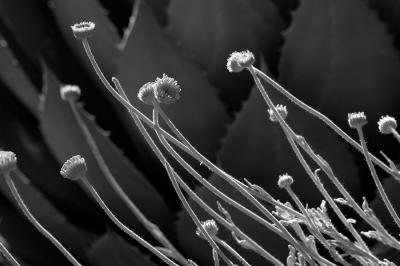 Flowers & Agave (B&W)