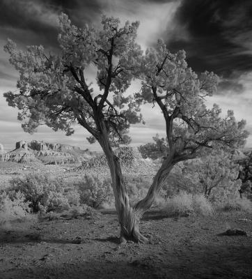 Tree and Buttes #2