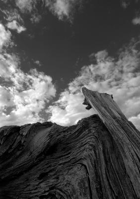 Wood and Clouds (B&W)