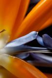 Bird of Paradise Closeup #8