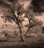 Tree and Buttes #2 (Sepia)