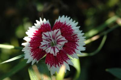 v3/81/364981/3/48258482.FlowersAugust14.jpg