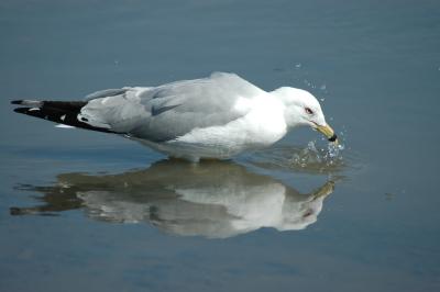 Gull