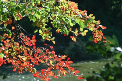 Fall