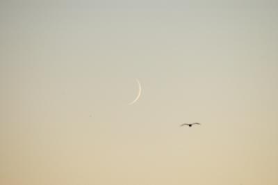 Gull Moon