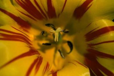 Close up of Tulip.jpg