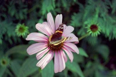Image32.jpg
