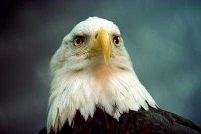 Bald Eagle4.jpg