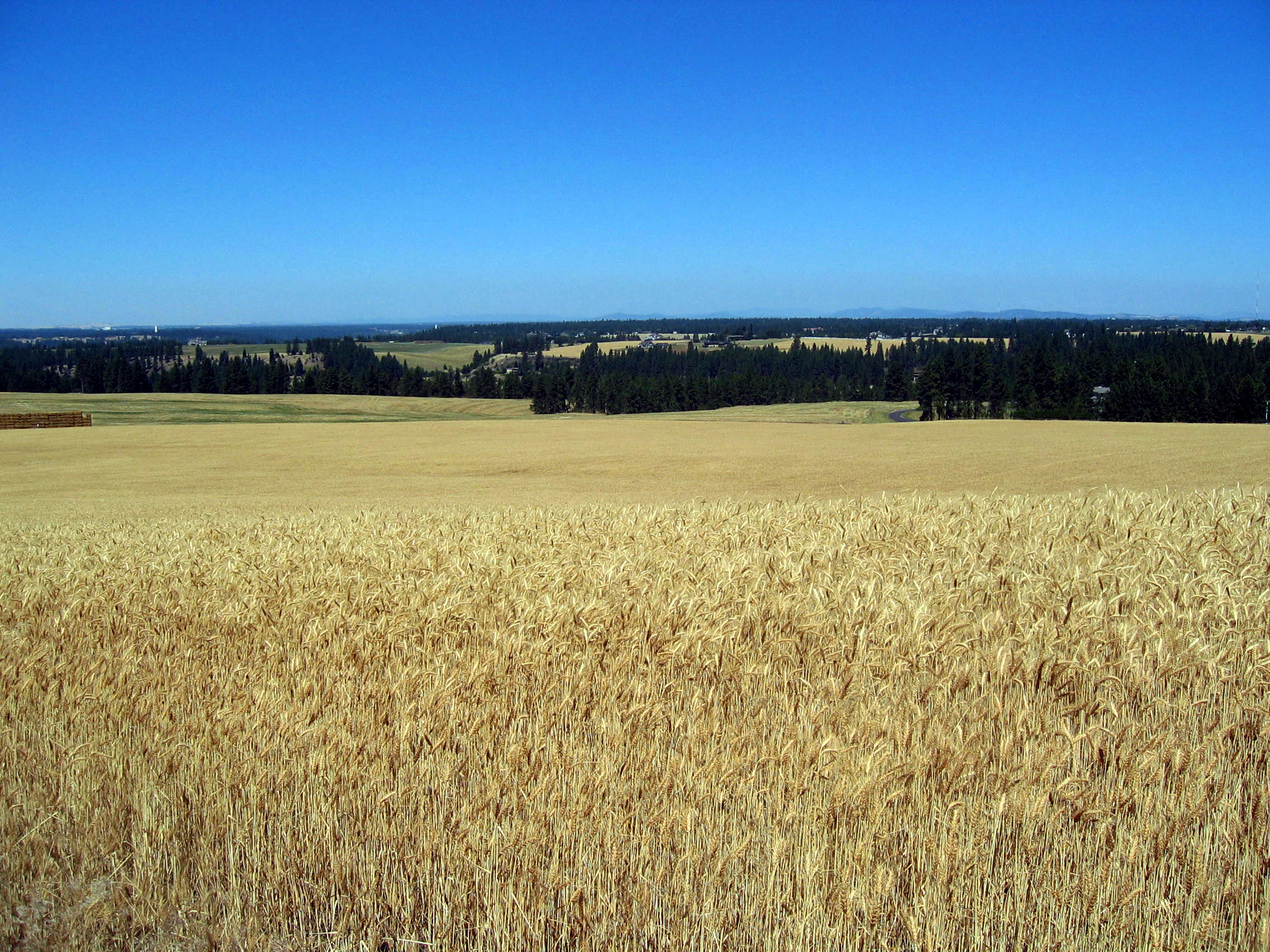 wheat & blue skies