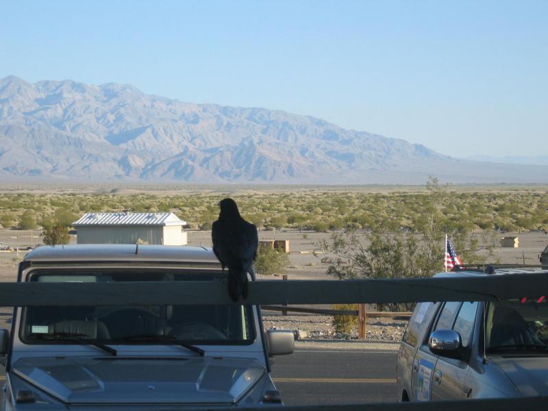 The raven.