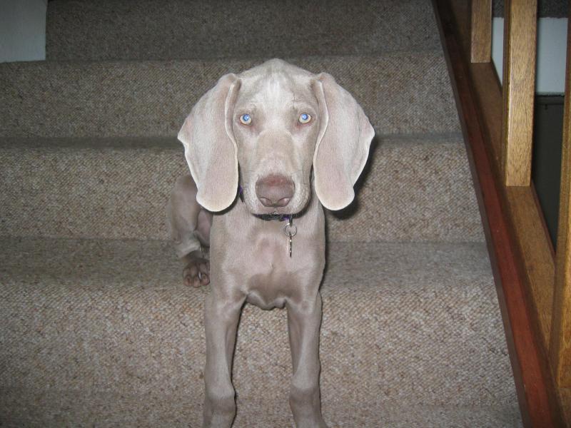 Steely learns the stairs in no time!