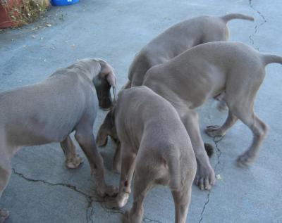 puppy butts