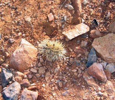Oh, what a cute little bundle of prickleys!
