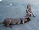 Steely (blue collar) and his brother