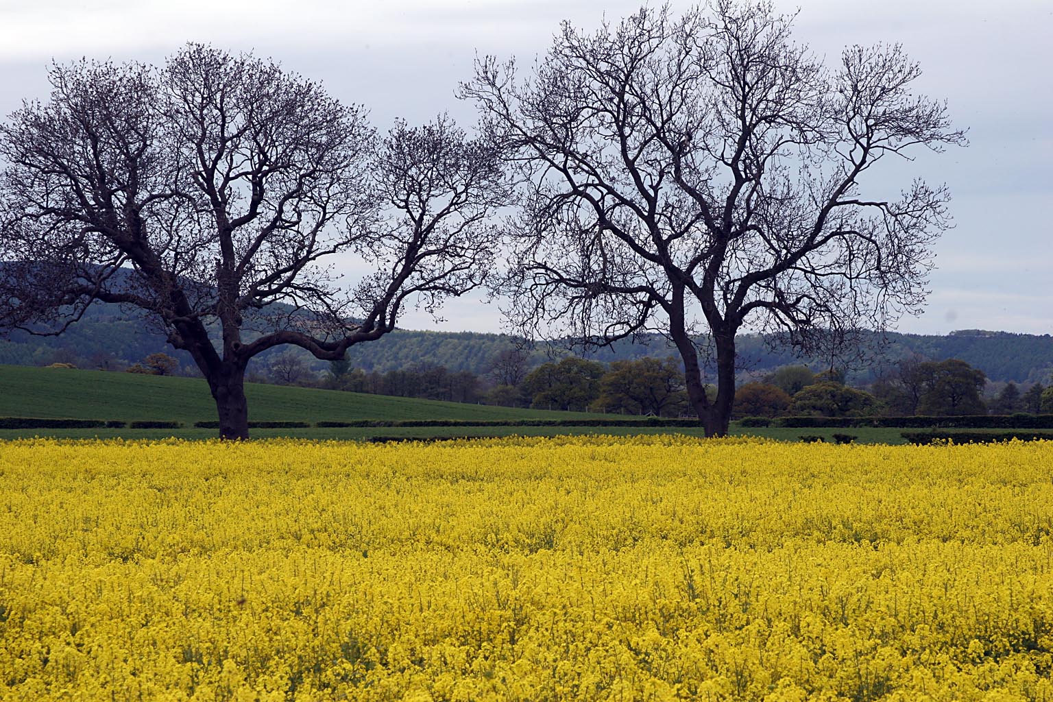 North Yorkshire