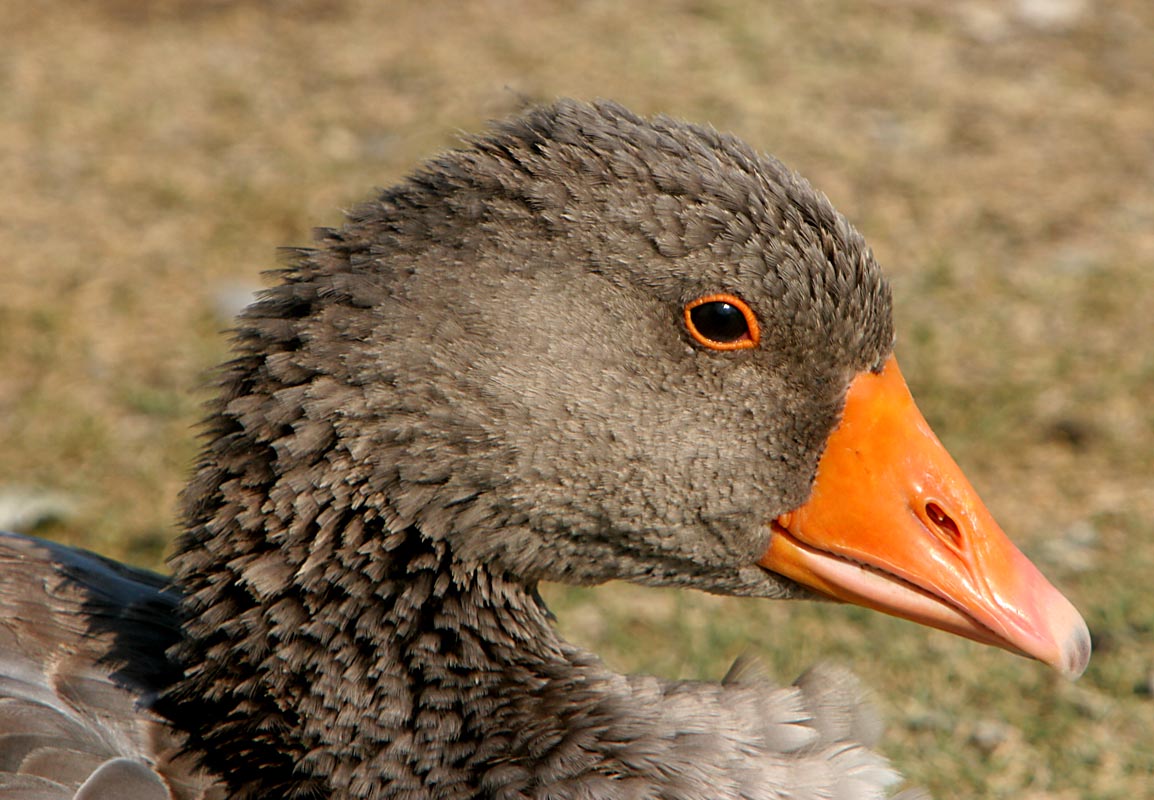 Idaho Falls - one of the locals