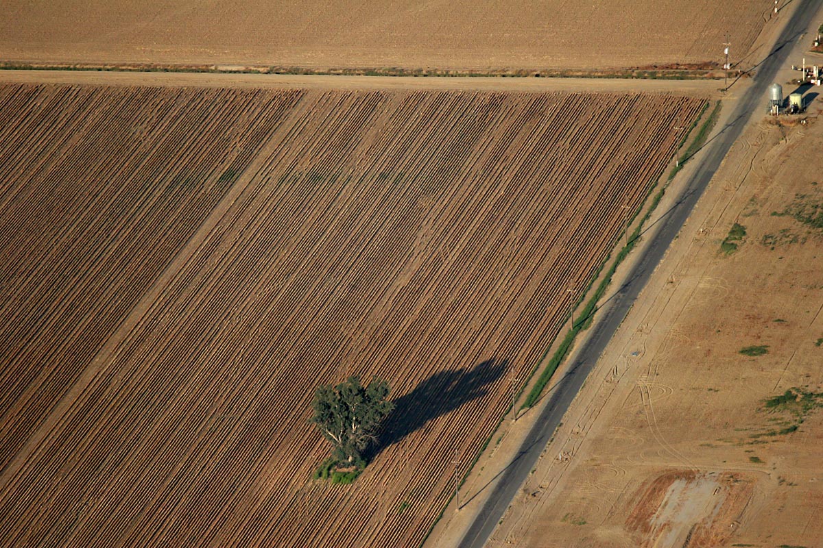 Fields near Bakersfield