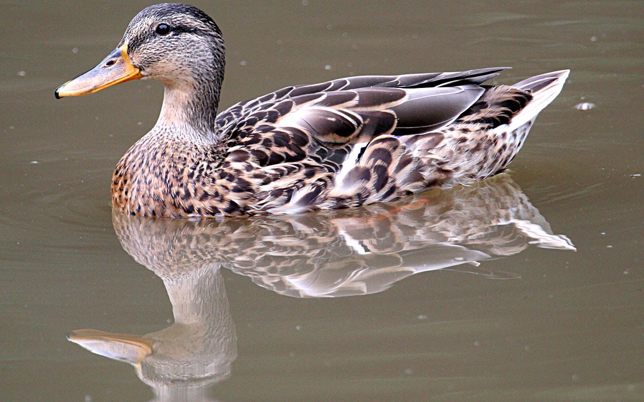Duck 2