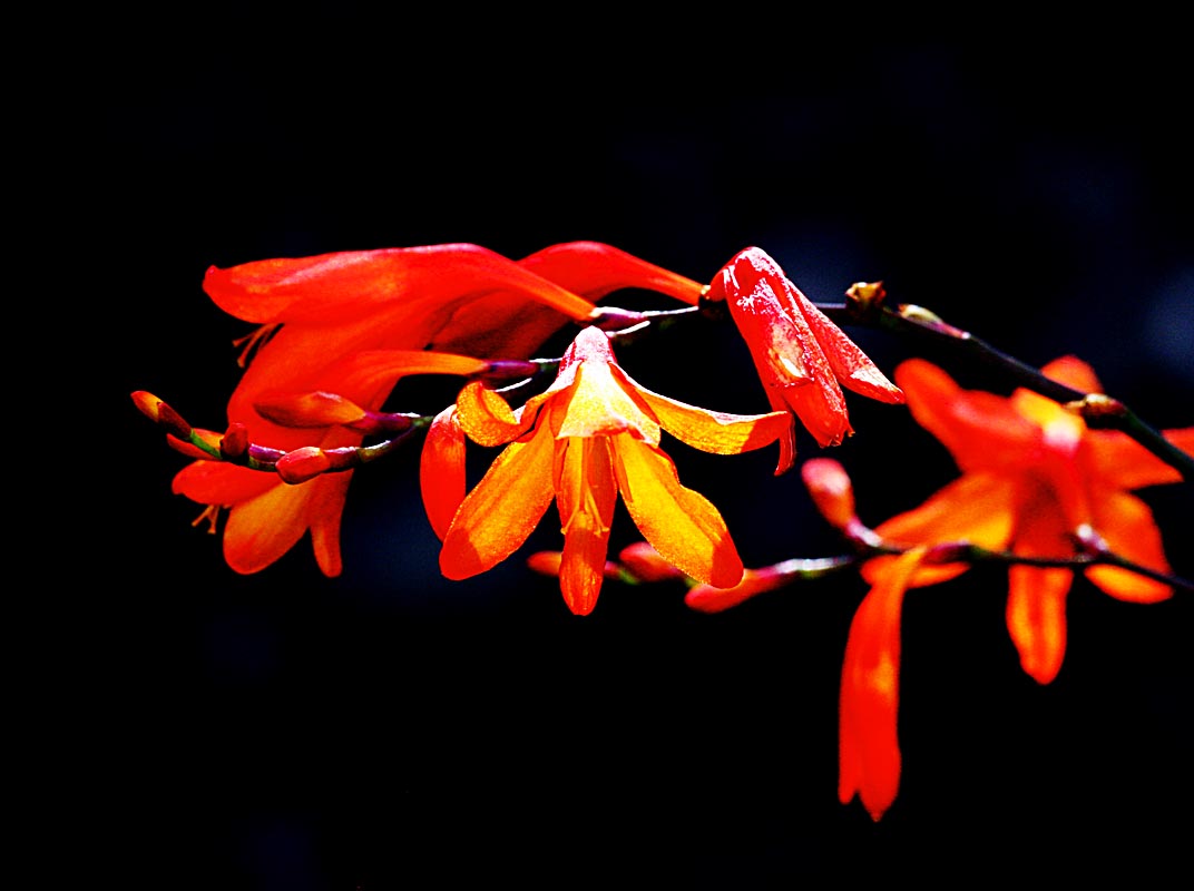 Flower in dying sunlight