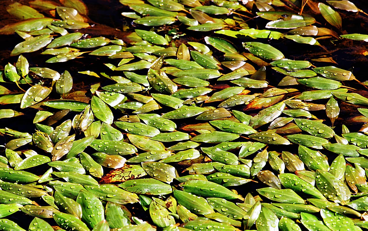 Leaves on the reservoir