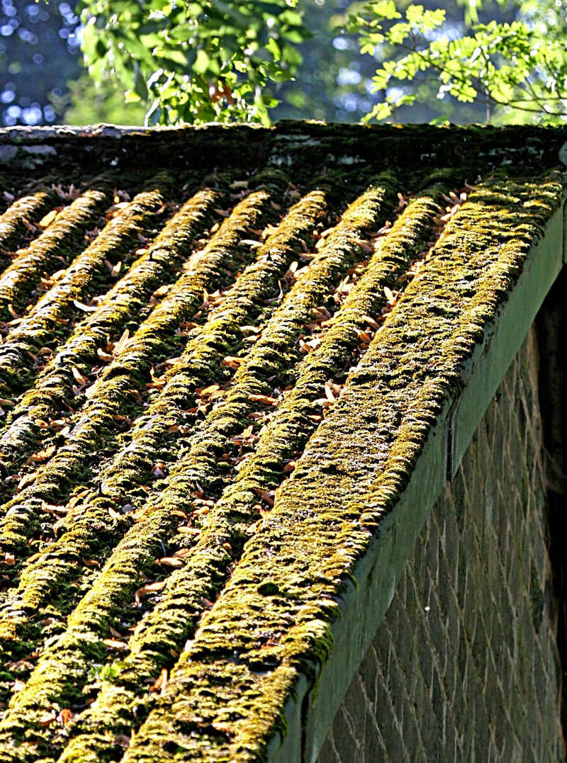 Moss on roof