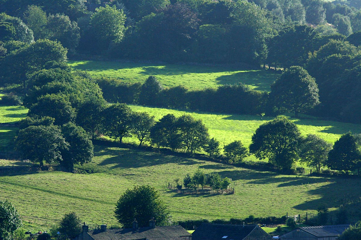 Sun, shadow, grass