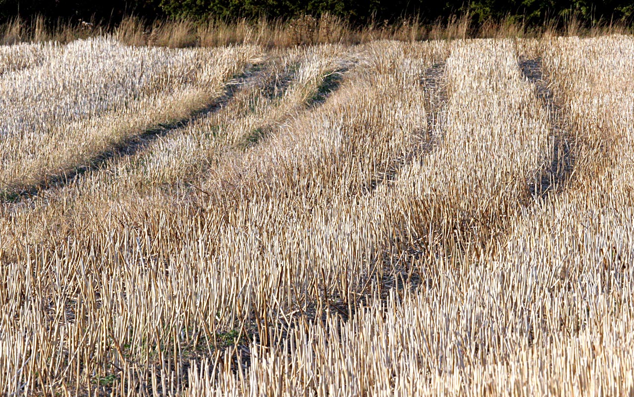 Wheat field after cutting