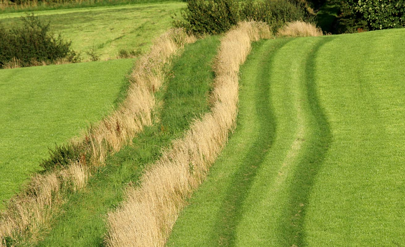 Lines