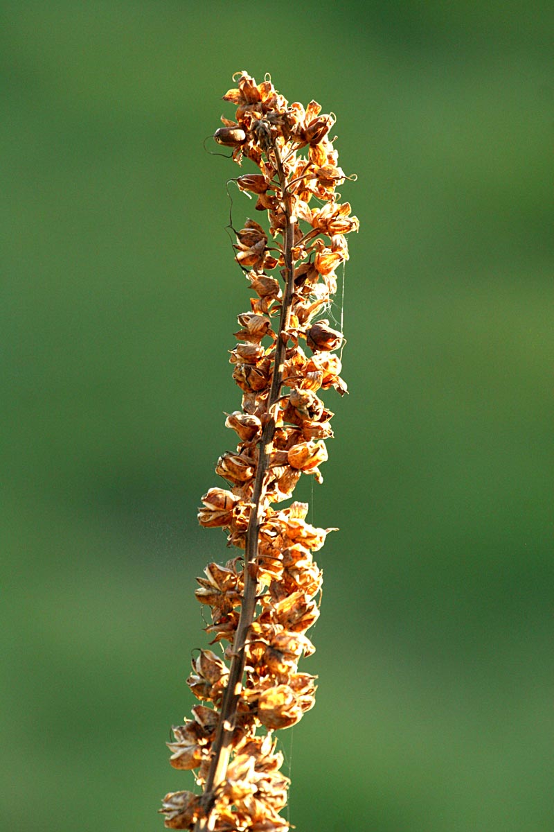 Dried flowers