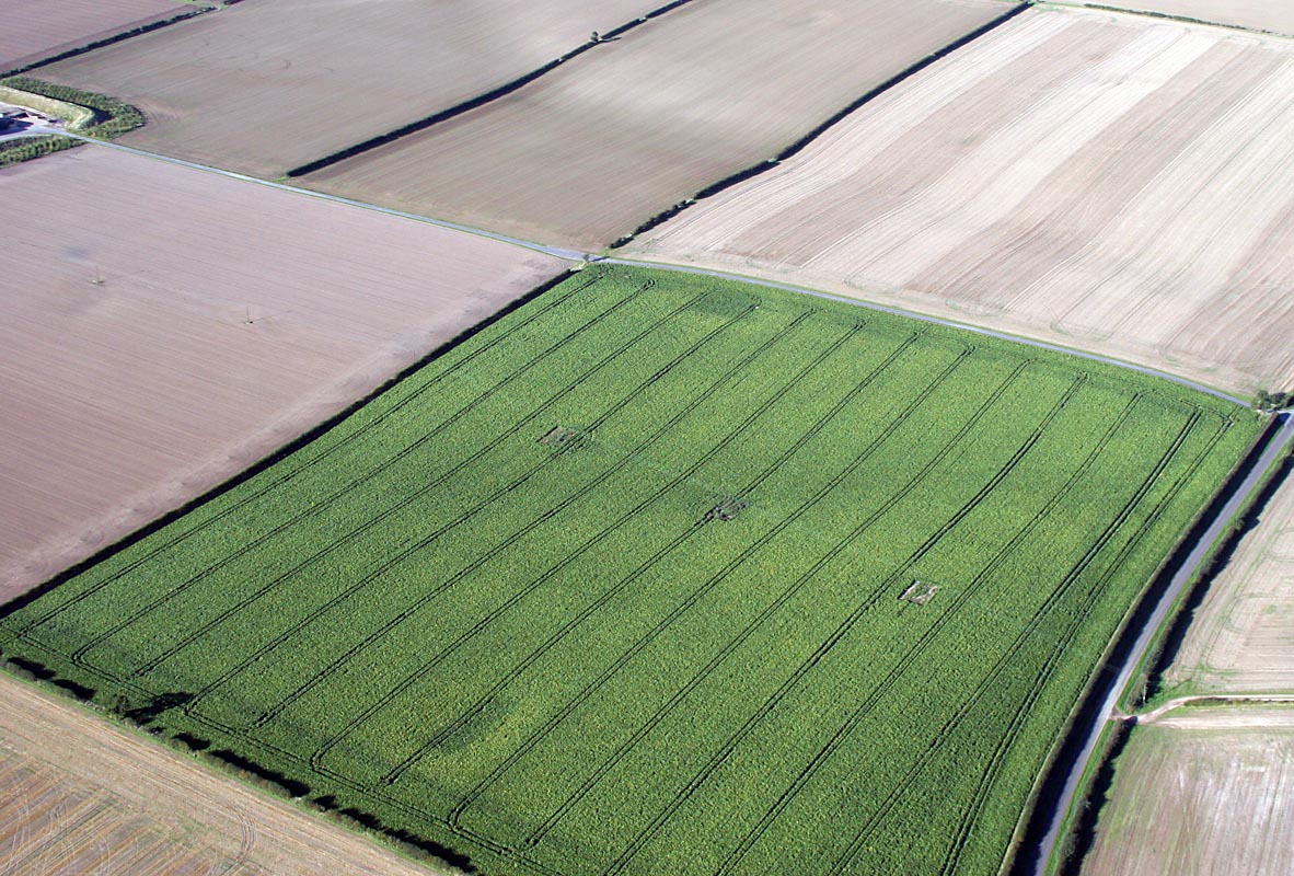 Fields
