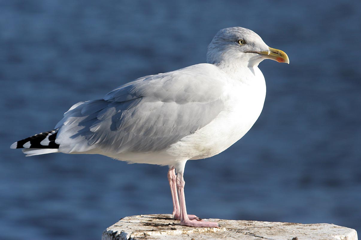 Whitby seagull