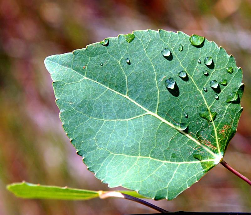 Dew on leaf