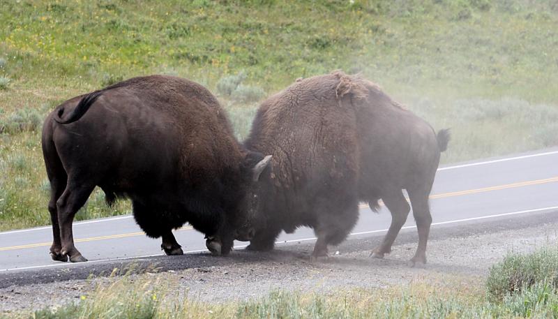 28 July Bison having a head-to-head