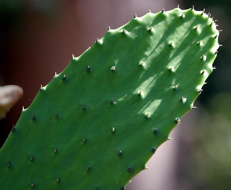Cactus