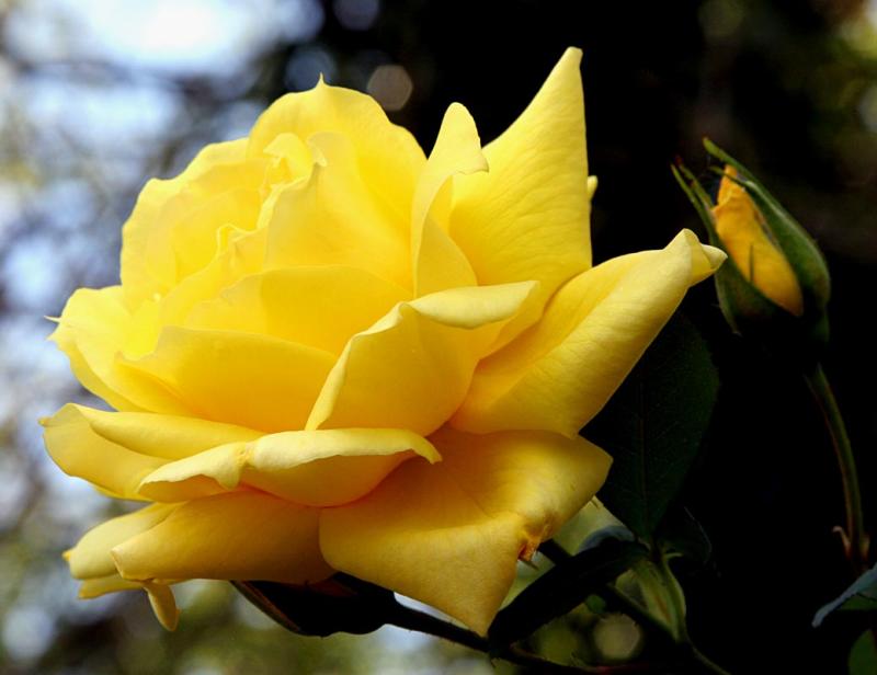 Another rose